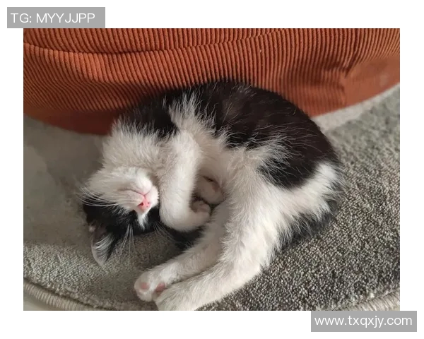 小猫足球明星头像高清图展示可爱猫咪与足球的完美结合